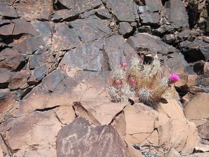 I walk across to the other side of Woods Wash and note some pink cactus blooms