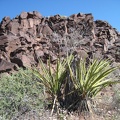 Yuccas in Woods Wash near the exposed rock