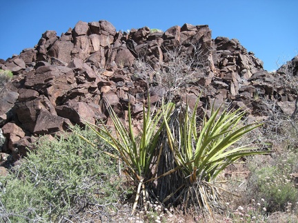 Yuccas in Woods Wash near the exposed rock