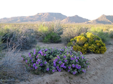 Pink Desert four o'clock flowers and the yellow blooms of Snakeweed(?) pick up the sunset glow nicely