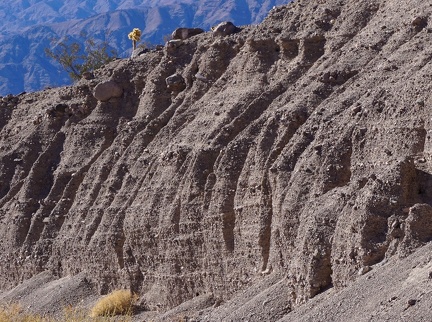 A cholla cactus watches me from a safe distance, Death Valley National Park