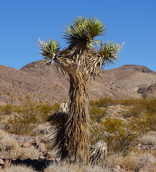 The Joshua tree orator welcomed me with open arms that day, happy to greet a human for the first time in a long time, and assured that miles walked up this nameless and unassuming Death Valley canyon would be worth the effort