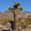 The Joshua tree orator welcomed me with open arms that day, happy to greet a human for the first time in a long time, and assured that miles walked up this nameless and unassuming Death Valley canyon would be worth the effort