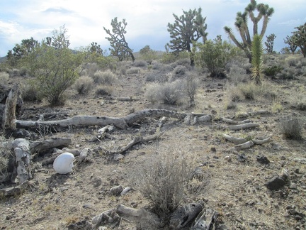 Human skull, Mojave National Preserve, 2014