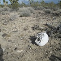 Human skull, Mojave National Preserve, 2014