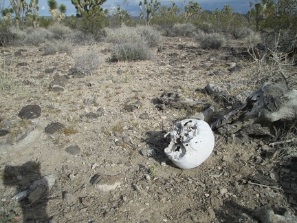 Human skull, Mojave National Preserve, 2014
