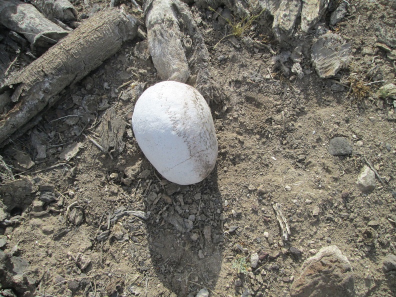 Human skull, Mojave National Preserve, 2014