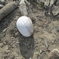 Human skull, Mojave National Preserve, 2014