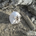 Human skull, Mojave National Preserve, 2014