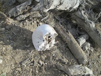 Human skull, Mojave National Preserve, 2014