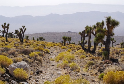 Joshua trees and yellow rabbitbrush, Death Valley National Park