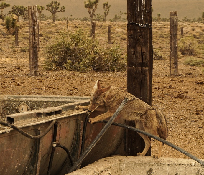 Slow-moving coyote in the smoky afterglow of the California fires finds residual water in a hose at a decommissioned cistern