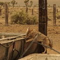 Slow-moving coyote in the smoky afterglow of the California fires finds residual water in a hose at a decommissioned cistern