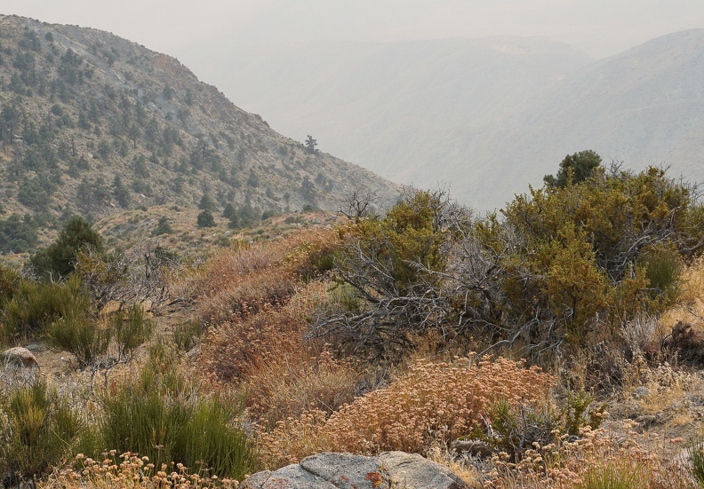 Rosy buckwheat flowers overlook a smoky canyon in the highlands of Death Valley National Park