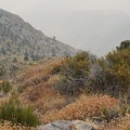 Rosy buckwheat flowers overlook a smoky canyon in the highlands of Death Valley National Park