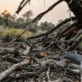 In the smoky sunlight of the California fires, a tree charred in a previous fire slowly returns to the earth