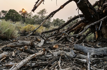 In the smoky sunlight of the California fires, a tree charred in a previous fire slowly returns to the earth