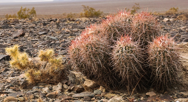 Cactus buddies