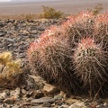 Cactus buddies