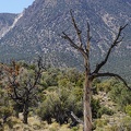 After the fire, Death Valley National Park highlands