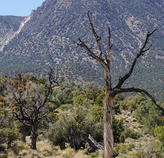 After the fire, Death Valley National Park highlands