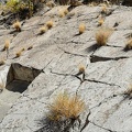 Desert rock garden