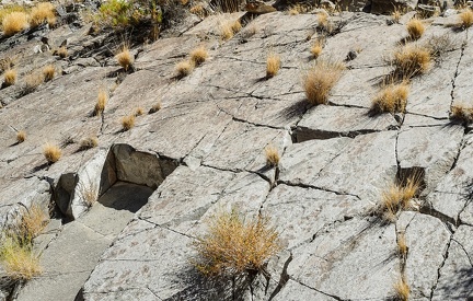 Desert rock garden