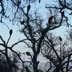 Henry Coe State Park