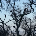 Tree of vultures, Center Flats Road