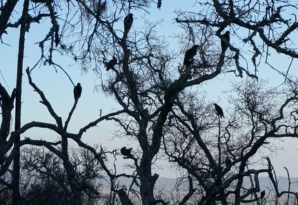 Tree of vultures, Center Flats Road