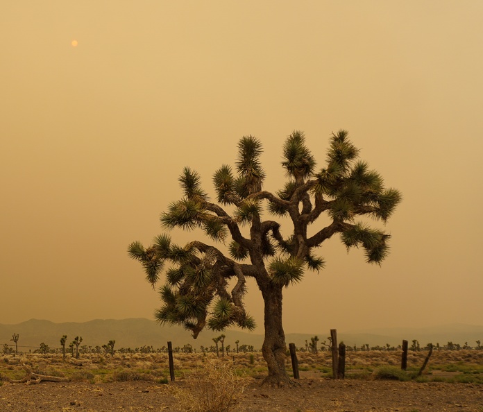 Joshua tree on a smoky afternoon