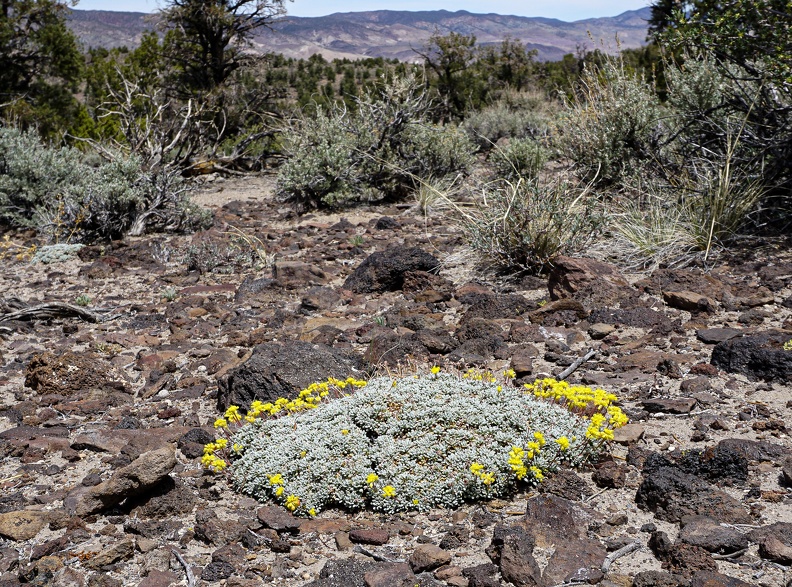 Buckwheat, Humboldt-Toiyabe National Forest