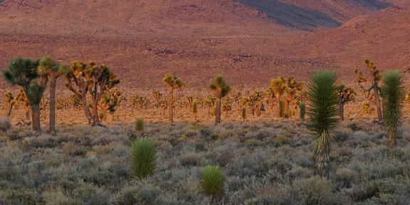 Evening stroll, Death Valley National Park