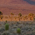 Evening stroll, Death Valley National Park