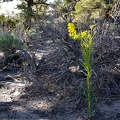 Wallflower, Humboldt-Toiyabe National Forest