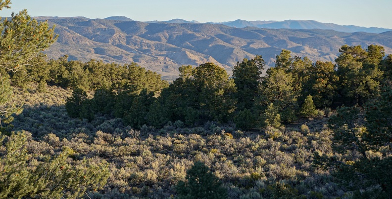 Morning, Humboldt-Toiyabe National Forest