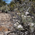 Phlox, Humboldt-Toiyabe National Forest