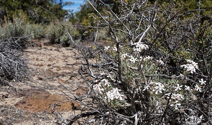 Phlox, Humboldt-Toiyabe National Forest