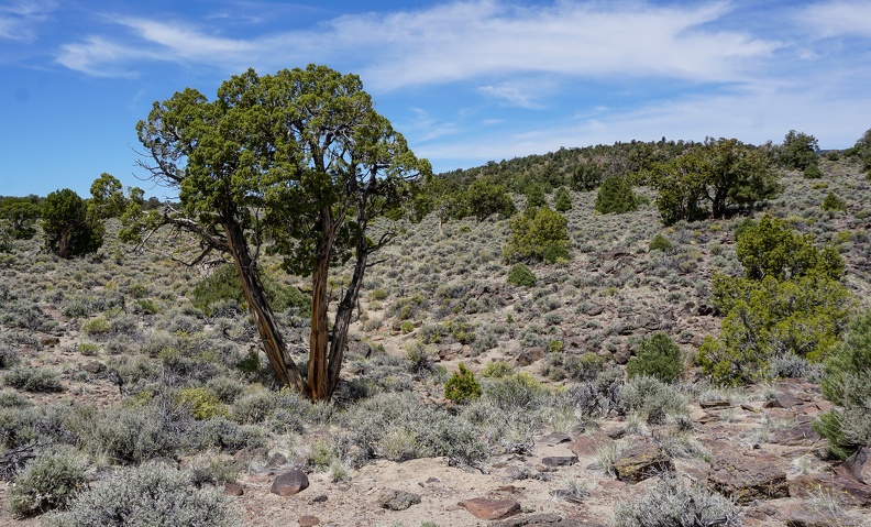 Elderly juniper tree, Humboldt-Toiyabe National Forest