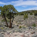 Elderly juniper tree, Humboldt-Toiyabe National Forest