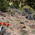 Indian paintbrush, Humboldt-Toiyabe National Forest