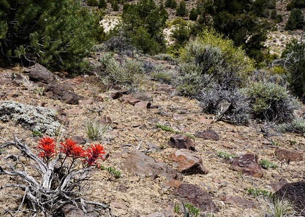 Indian paintbrush, Humboldt-Toiyabe National Forest