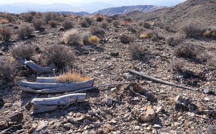 Abandoned firewood from years ago