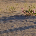 Desert abronia