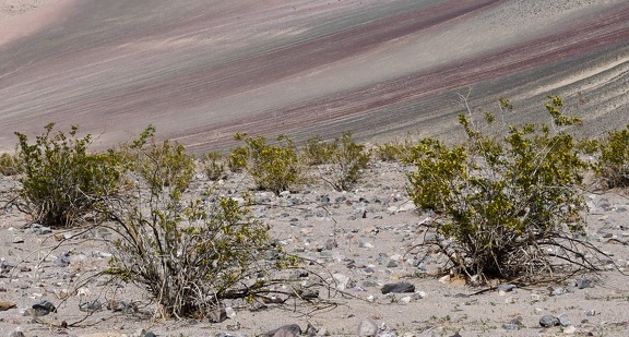 Creosote bush family