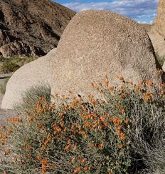 Desert mallow and granite