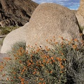 Desert mallow and granite