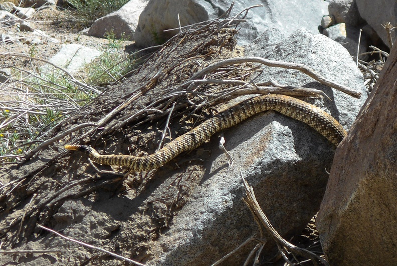 Rattlesnake tip