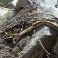 Rattlesnake tip