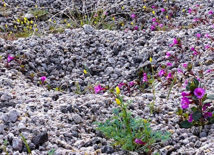 Desert poppies, Bigelow's monkeyflowers and gravel